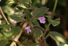 Clinopodium nepeta