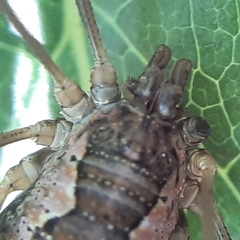 Mitopus