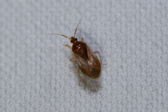 Cimicoidea