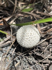 Lycoperdon