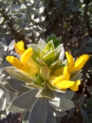 Xiphotheca fruticosa