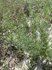 Suaeda maritima