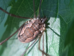 Mitopus