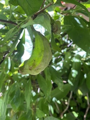 Calycanthus floridus