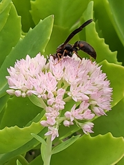 Polistes metricus