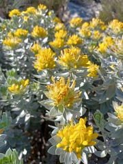 Xiphotheca fruticosa