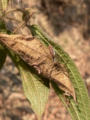 Peucetia rubrolineata