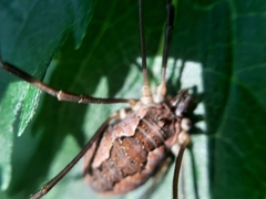 Mitopus