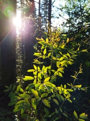 Thalictrum minus