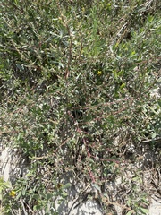 Suaeda maritima