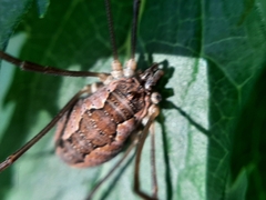 Mitopus