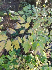 Thalictrum minus