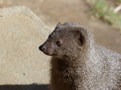 Herpestes pulverulentus