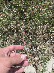 Suaeda maritima