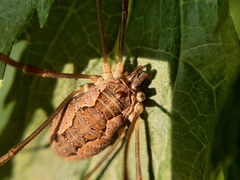 Mitopus