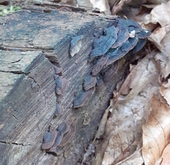 Hymenochaete rubiginosa