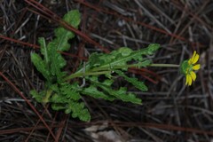Berlandiera subacaulis
