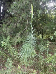 Lilium philippinense