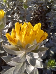 Xiphotheca fruticosa