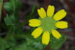 Berlandiera subacaulis