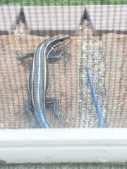 Plestiodon fasciatus