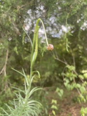 Lilium philippinense
