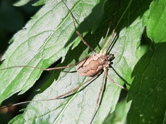 Mitopus