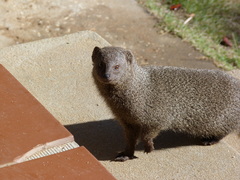 Herpestes pulverulentus