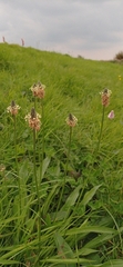 Plantago lanceolata