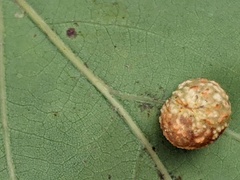 Cynips quercusfolii