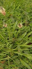 Plantago lanceolata