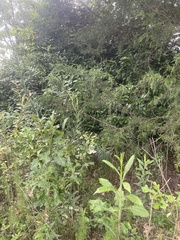 Lilium philippinense