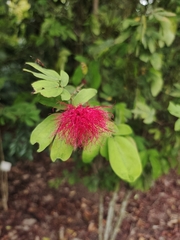 Calliandra tergemina