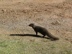 Herpestes pulverulentus