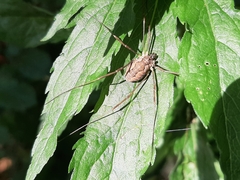 Mitopus