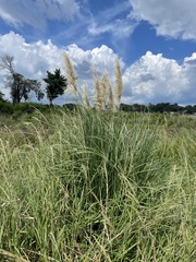 Cortaderia selloana