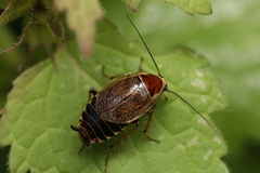 Ectobius sylvestris