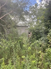 Lilium philippinense