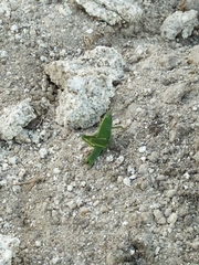 Anacridium aegyptium