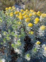 Xiphotheca fruticosa