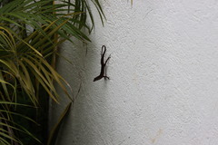Anolis
