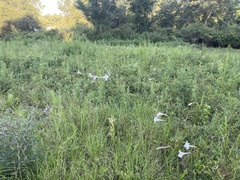 Lilium formosanum