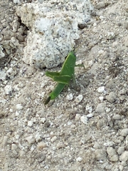 Anacridium aegyptium