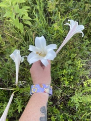 Lilium formosanum