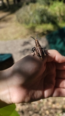 Dictyophorus griseus