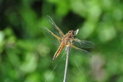 Libellula fulva