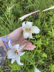 Lilium formosanum