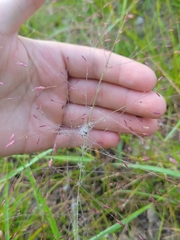 Eragrostis spectabilis