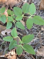 Croton monanthogynus