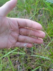 Eragrostis spectabilis